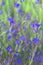 Anchusa azurea purple flowers