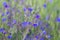 Anchusa azurea violet blue flowers growing wild in the countryside at springtime