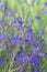 Anchusa azurea wild flowers