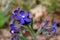 Anchusa azurea - Wild plant shot in the spring