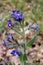 Anchusa azurea - Wild plant shot in the spring