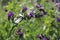 Anchusa officinalis common bugloss