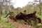 An ancient 19th Century English Oak tree laid hollowed