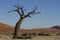 Ancient Acacia at Deadvlei, Namibia