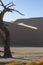 Ancient Acacia at Deadvlei near Sossusvlei, Namib