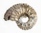 ancient ammonite shell on white