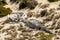 Ancient animal skeleton in the Australian desert, outback in Northern Territory, Australia