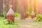 An ancient apiary with artificial hives made of straw and tree b