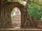 Ancient arch in tree root at Wat Phra Ngam