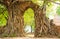 Ancient arch in tree root at Wat Phra Ngam