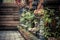 Ancient Asian style garden alley with old column overgrown with tropical plants and blurred background