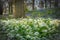 An Ancient Bluebell Wood