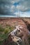 Ancient Bog-wood in a rural peat bog field