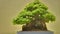 Ancient Bonsai Tree