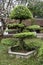 Ancient bonsai tree at Hoa Lu Temples of the Dinh and Lee Dynasties near Ninh Binh in Vietnam, Asia