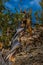 Ancient Bristle Cone Pinte Great Basin