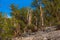 Ancient Bristle Cone Pinte Great Basin