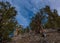 Ancient Bristle Cone Pinte Great Basin