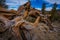 Ancient Bristle Cone Pinte Great Basin