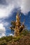 Ancient Bristlecone Pine