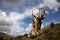 Ancient Bristlecone Pine and Cloudy Sky