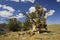 Ancient bristlecone pine in eastern California