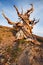 Ancient Bristlecone Pine Forest