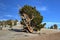 Ancient Bristlecone Pine Forest