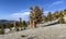 Ancient Bristlecone Pine Forest