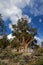 Ancient Bristlecone Pine Tree
