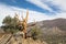 Ancient Bristlecone Pine Tree