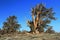 Ancient Bristlecone Pines, Pinus longaeva, on the Slopes of White Mountain Peak, White Mountains, California, USA
