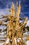 Ancient Bristlecone Tree