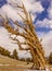 Ancient Bristlecone Tree