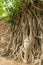 Ancient Buddha head in Bo tree (Ficus religiosa) one of World heritage i