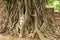 Ancient Buddha head in Bo tree (Ficus religiosa) one of World heritage i