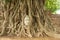 Ancient Buddha head in Bo tree (Ficus religiosa) one of World heritage i