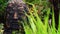 Ancient Buddha Head Statue in foliage of Asian Rain Forest