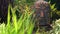 Ancient Buddha Head Statue in foliage of Asian Rain Forest