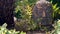 Ancient Buddha Head Statue in foliage of Asian Rain Forest or Jungle