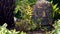 Ancient Buddha Head Statue in foliage of Asian Rain Forest or Jungle