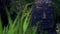 Ancient Buddha Head Statue in foliage of Asian Rain Forest, Shot in Moonlight at Night