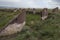 Ancient burial mounds and stones on the graves.