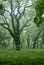 Ancient camphor tree