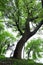 Ancient camphor tree-Cinnamomum camphora