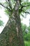 Ancient camphor tree-Cinnamomum camphora