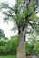 Ancient camphor tree-Cinnamomum camphora