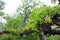 Ancient camphor tree-Cinnamomum camphora