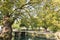 Ancient camphor tree and Lishui ancient stone bridge