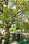 Ancient camphor tree and Lishui ancient stone bridge